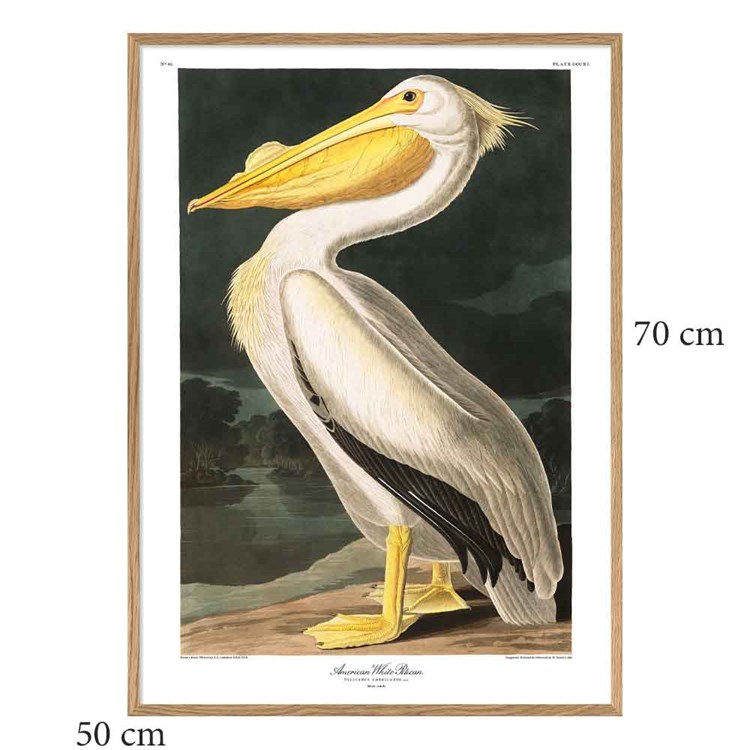 The Dybdahl Co Plakat American White Pelican Egramme 50x70