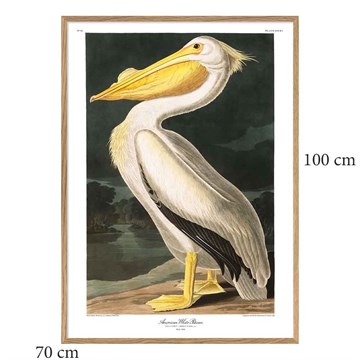 The Dybdahl Co Plakat American White Pelican Egramme 70x100