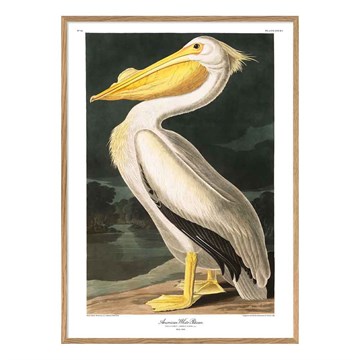 The Dybdahl Co Plakat American White Pelican Egramme 