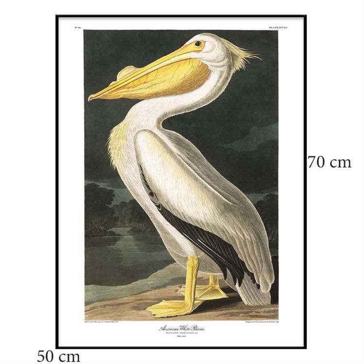 The Dybdahl Co Plakat American White Pelican Sortramme 50x70