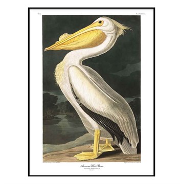 The Dybdahl Co Plakat American White Pelican Sortramme 