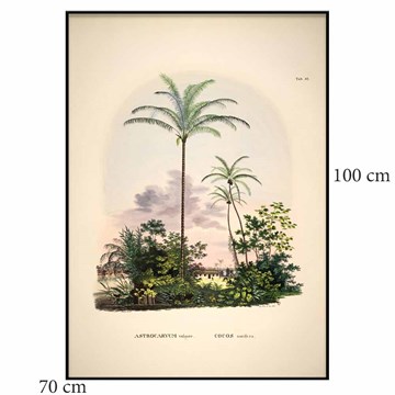 The Dybdahl Co Plakat Astrocaryum vulgare sort ramme 70x100