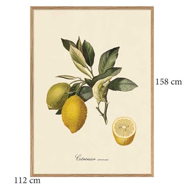 The Dybdahl Co Plakat Citronier Egramme 112x158