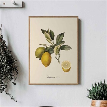The Dybdahl Co Plakat Grenadier botanik Citronier køkkenet