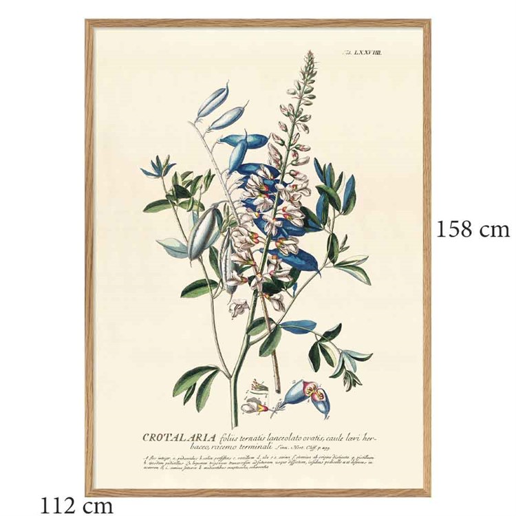 The Dybdahl Co Plakat Blue Crotalaria Egramme 112x158