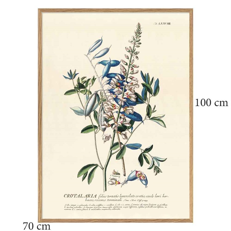 The Dybdahl Co Plakat Blue Crotalaria Egramme 70x100