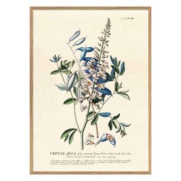 The Dybdahl Co Plakat Blue Crotalaria Egramme 