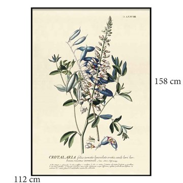 The Dybdahl Co Plakat Blue Crotalaria Sortramme 112x158