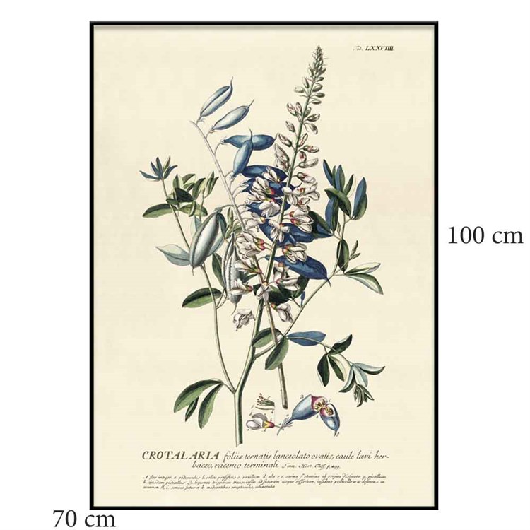 The Dybdahl Co Plakat Blue Crotalaria Sortramme 70x100