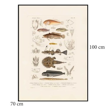 The Dybdahl Co Plakat Fiske VII sortramme 70x100