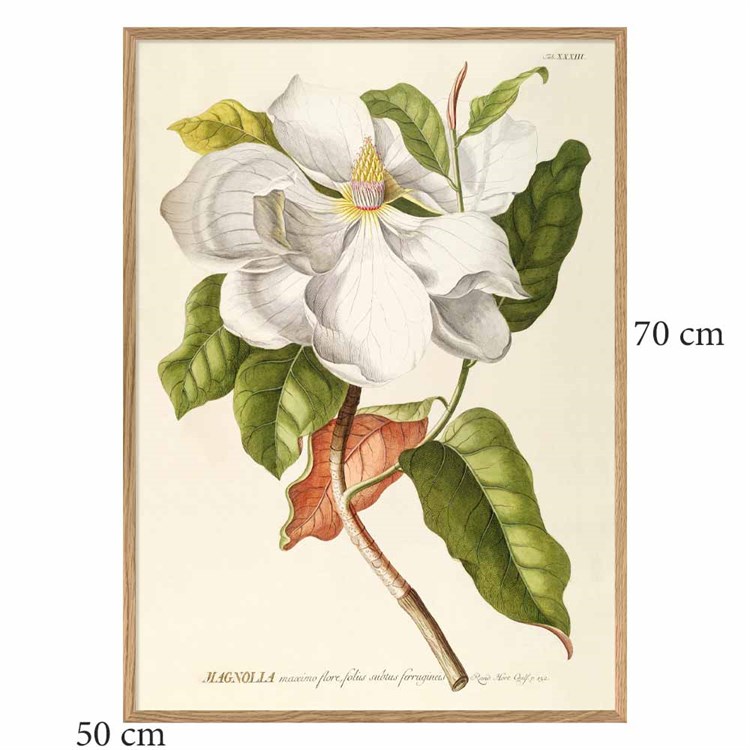 The Dybdahl Co Plakat Magnolia egeramme 50x70