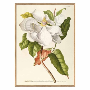 The Dybdahl Co Plakat Magnolia egeramme 