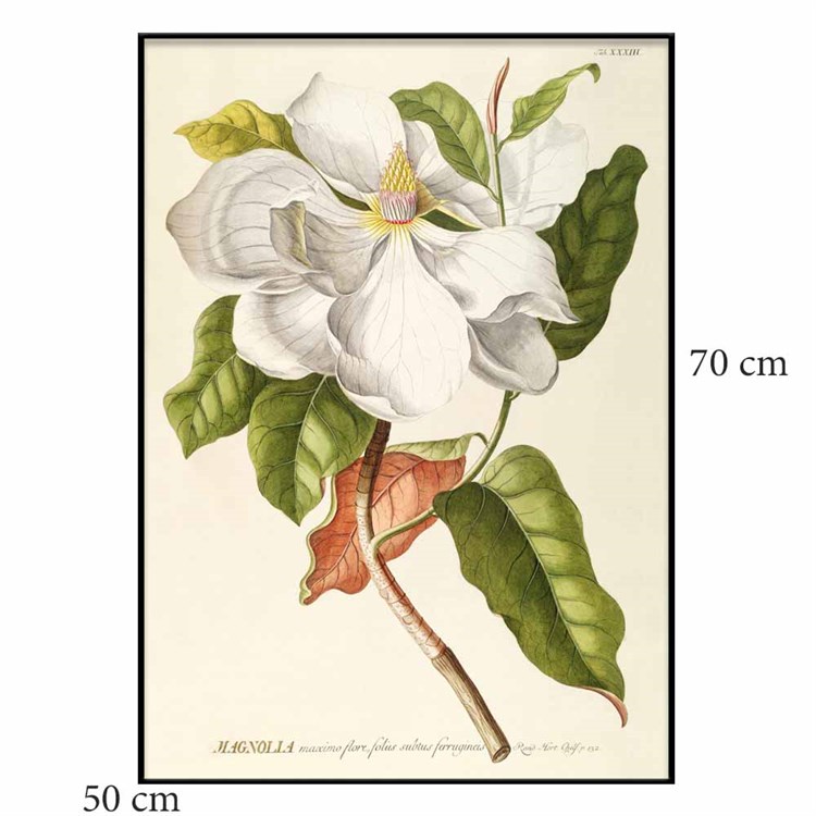 The Dybdahl Co Plakat Magnolia sortramme 50x70