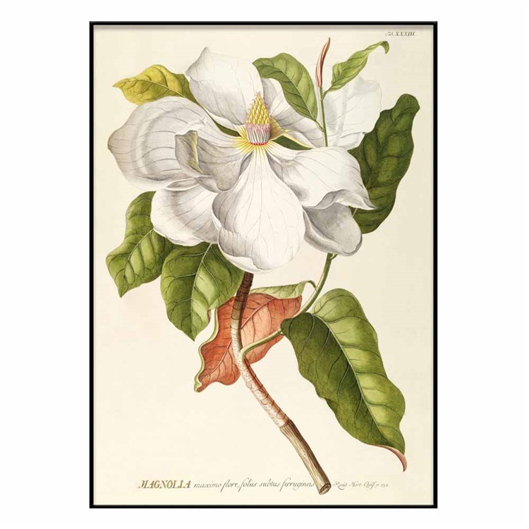 The Dybdahl Co Plakat Magnolia sortramme 