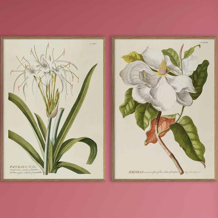 The Dybdahl Co Plakat Blue Crotalaria botanikplante plakater
