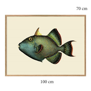 The Dybdahl Co Plakat Trigger Fish egramme 100x70