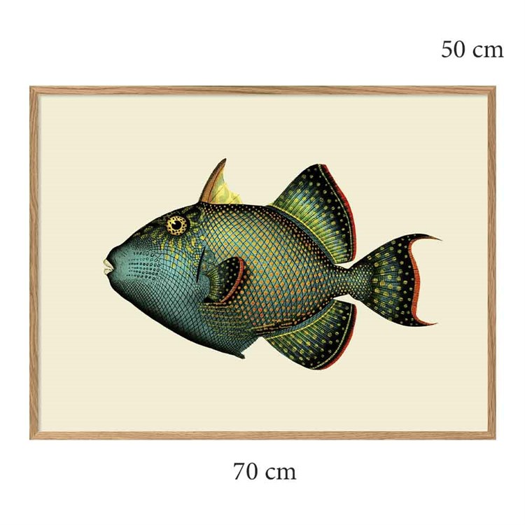 The Dybdahl Co Plakat Trigger Fish egramme 70x50