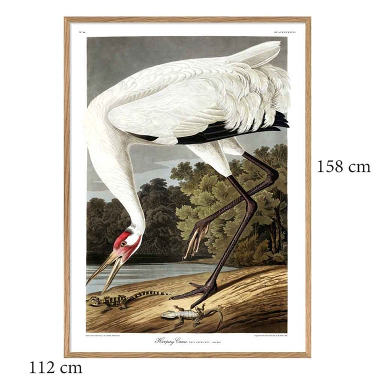 The Dybdahl Co Plakat Whooping Crane egramme 112x158