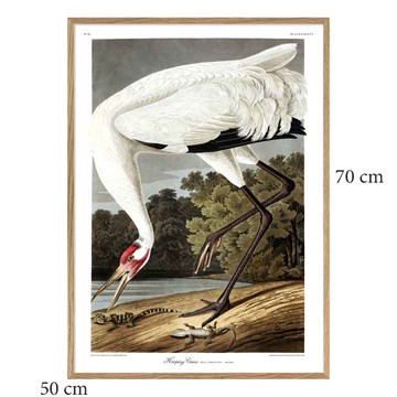 The Dybdahl Co Plakat Whooping Crane egramme 50x70 