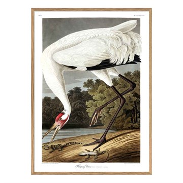 The Dybdahl Co Plakat Whooping Crane egramme 
