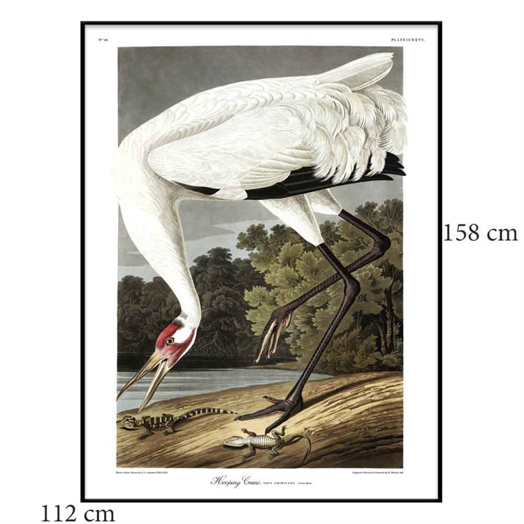 The Dybdahl Co Plakat Whooping Crane sortramme 112x158