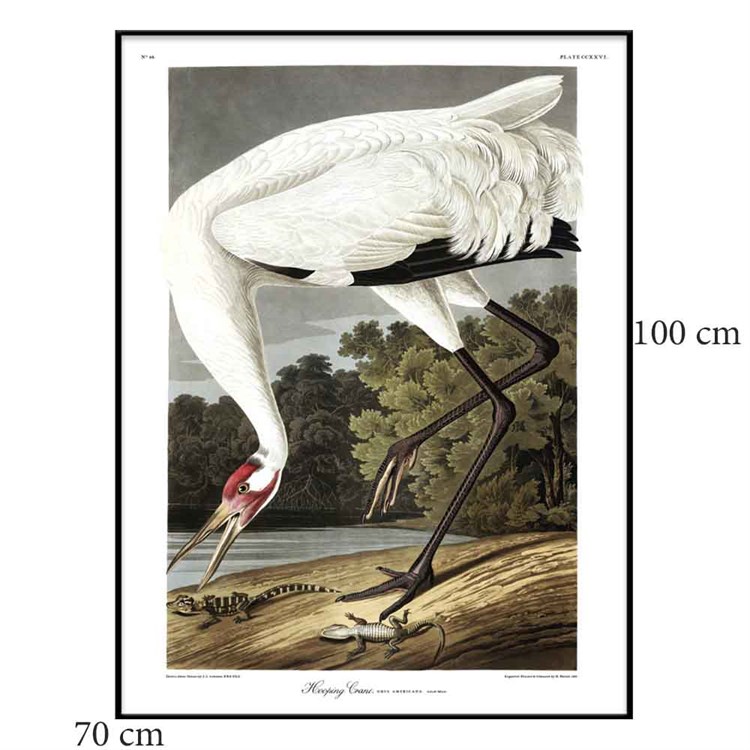 The Dybdahl Co Plakat Whooping Crane sortramme 70x100