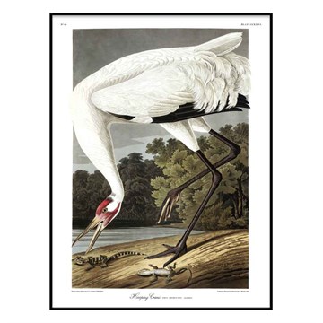 The Dybdahl Co Plakat Whooping Crane egramme 