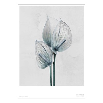 Vissevasse plakat Botanica Anthurium Andreanum - 60x70