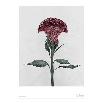 Vissevasse Plakat Botanica Celosia Cristata - 50x70 cm