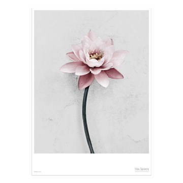 Vissevasse Plakat Botanica Lotus - 50x70 cm