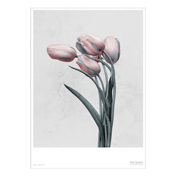 Vissevasse Plakat Botanica Tulipa - 50x70 cm